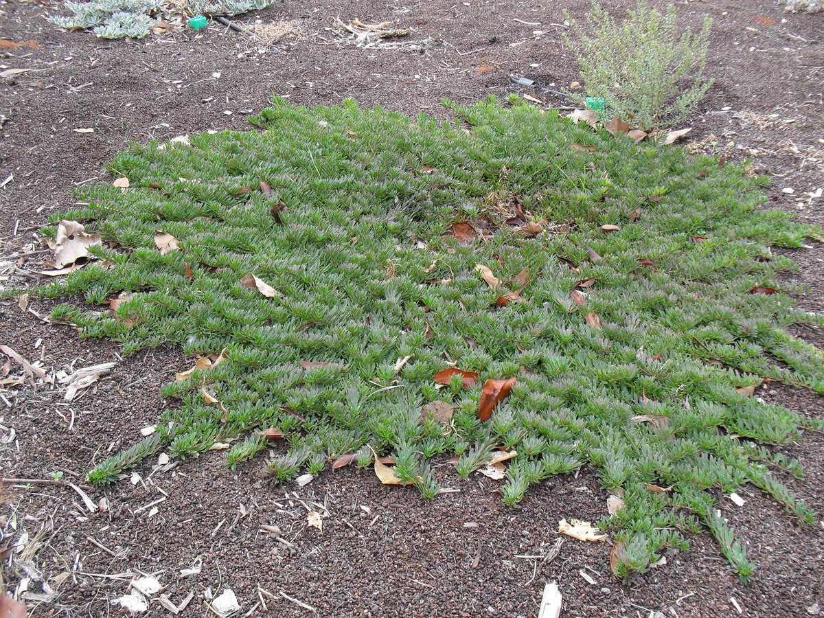 Myoporum parvifolium Maroon